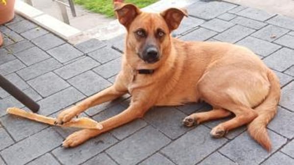 Chica sucht ein Zuhause