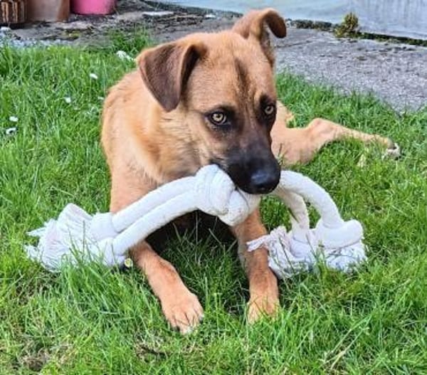 Chica sucht ein Zuhause