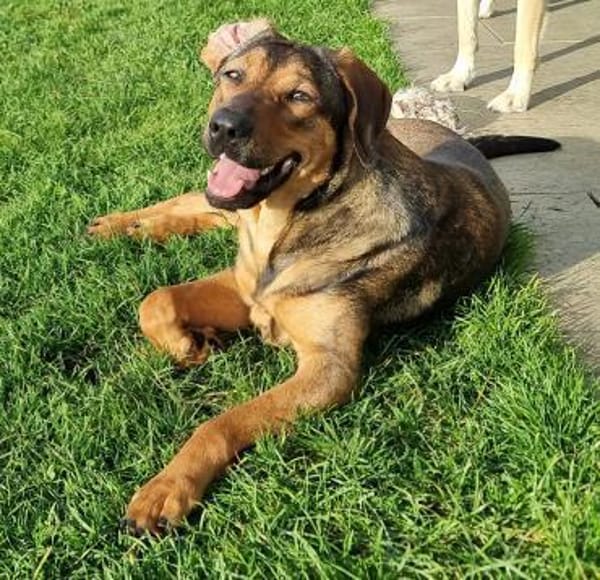 Mireille - Zauberhafte Hundedame