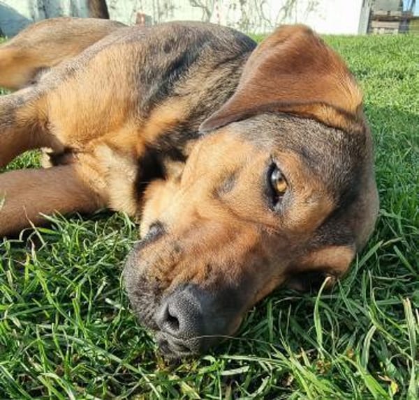 Mireille - Zauberhafte Hundedame