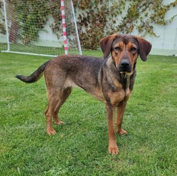 Mireille - Zauberhafte Hundedame