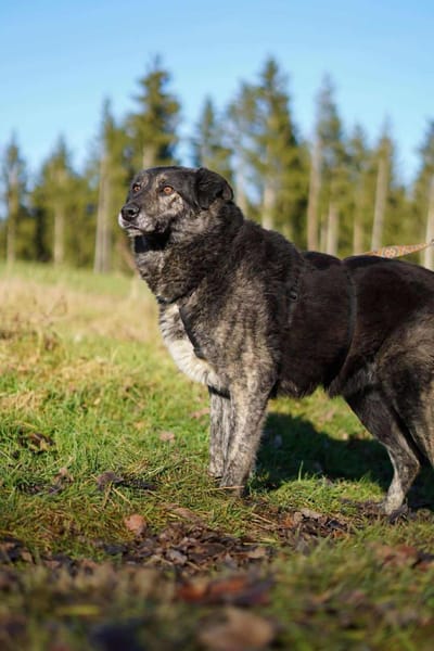 Lieber großer Opa Chico sucht DICH