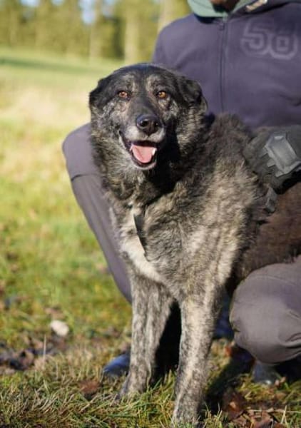 Lieber großer Opa Chico sucht DICH