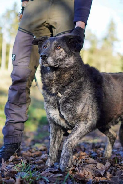 Lieber großer Opa Chico sucht DICH