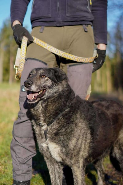 Lieber großer Opa Chico sucht DICH