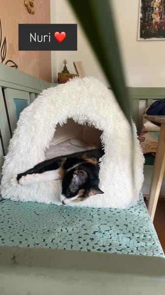 Zuhause gesucht für Nuri&Xena