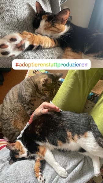 Zuhause gesucht für Nuri&Xena