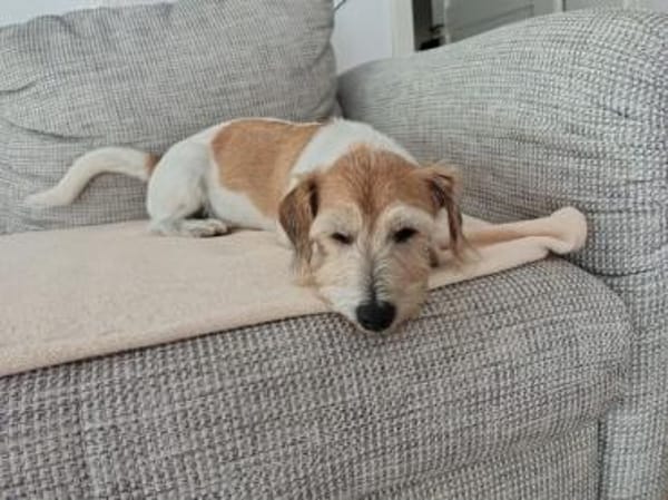 VICO - sucht Terrier erfahrenes Zuhause