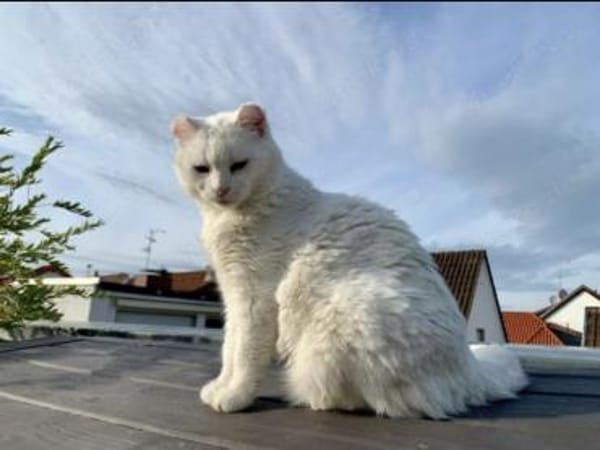 Geschwister Frieda und Mona