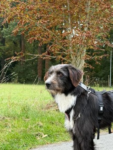 Der freundliche Karl - endlich gewollt?