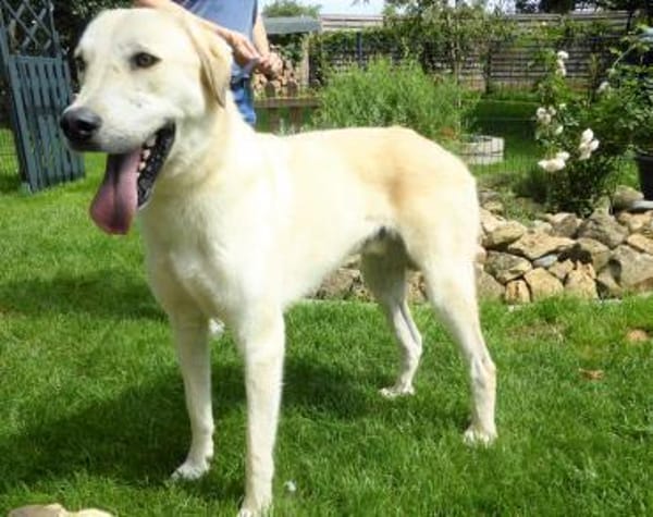 Mezzo, ein Schatz sucht das große Glück!