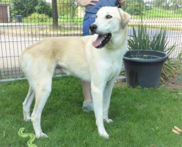 Mezzo, ein Schatz sucht das große Glück!