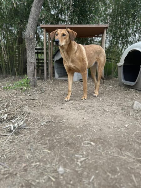 Zuhause/Pflegestelle gesucht für Debby