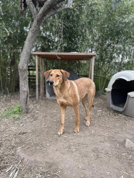 Zuhause/Pflegestelle gesucht für Debby