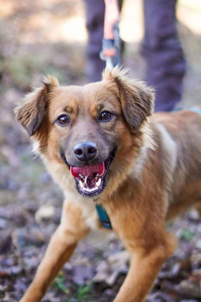 Süße Joy geht mit dir überallhin hin