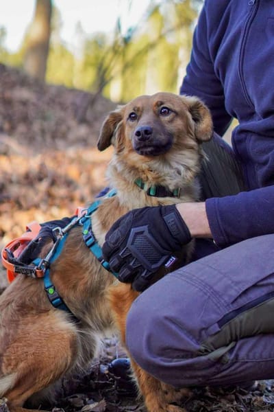 Süße Joy geht mit dir überallhin hin