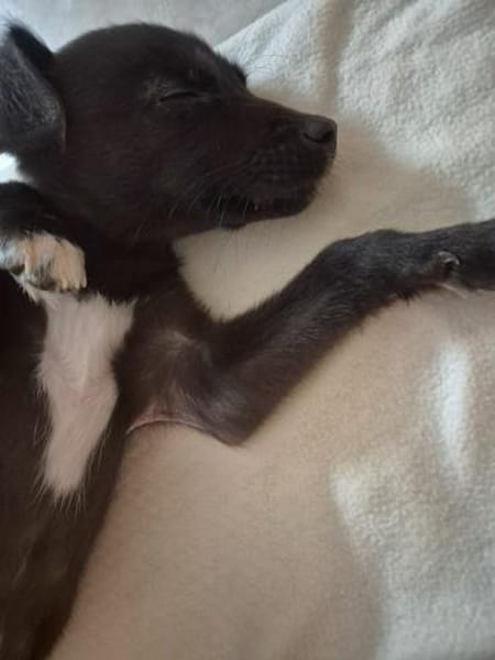 Niedliche Finja möchte ein zu Hause