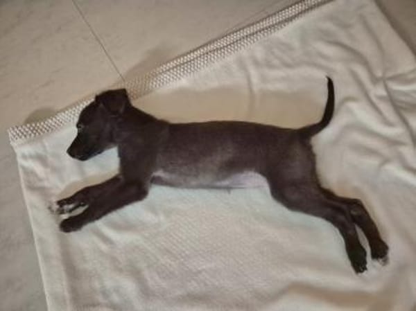 Niedliche Finja möchte ein zu Hause