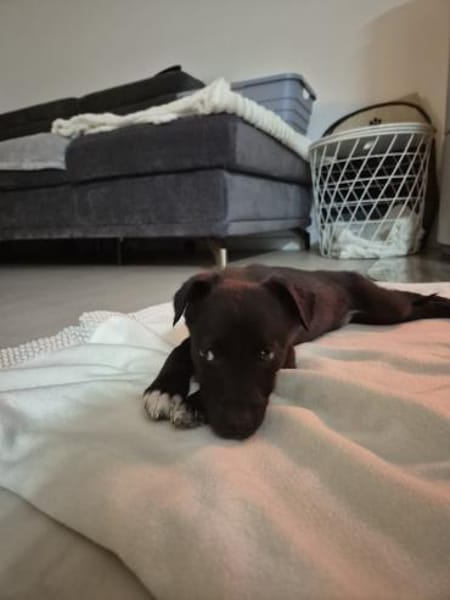 Niedliche Finja möchte ein zu Hause