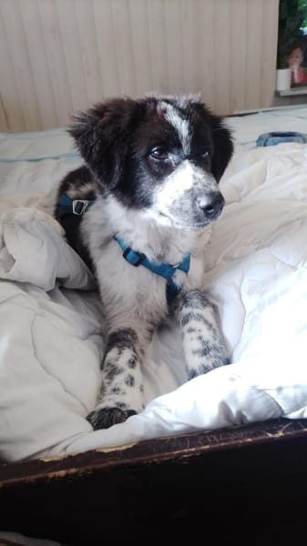 🐾❤ Marin sucht sein Für-immer-Zuhause