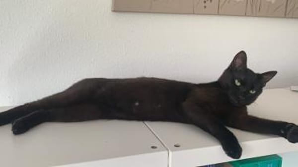 Zuhause gesucht für Emil