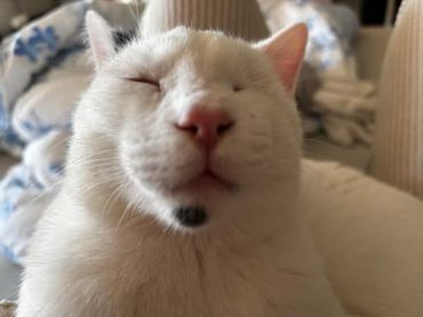 Zuhause,gesucht für Noulis