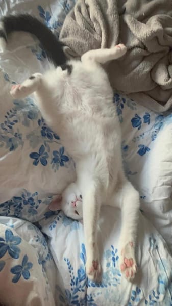 Zuhause,gesucht für Noulis