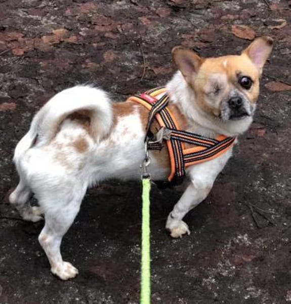 Bruno sucht ein Zuhause