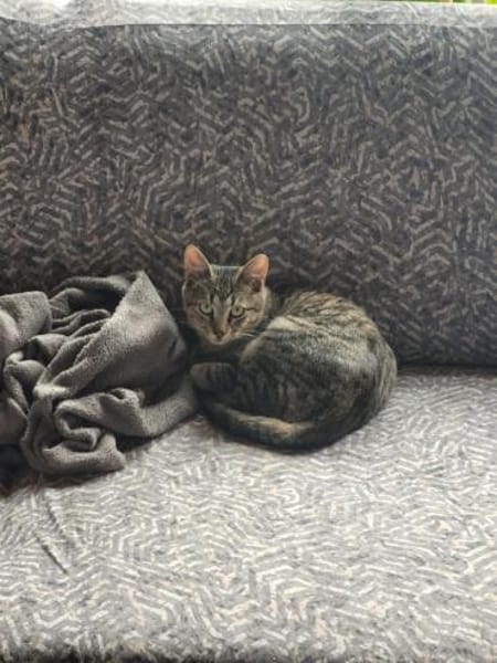 Kater Akari sucht sein Zuhause