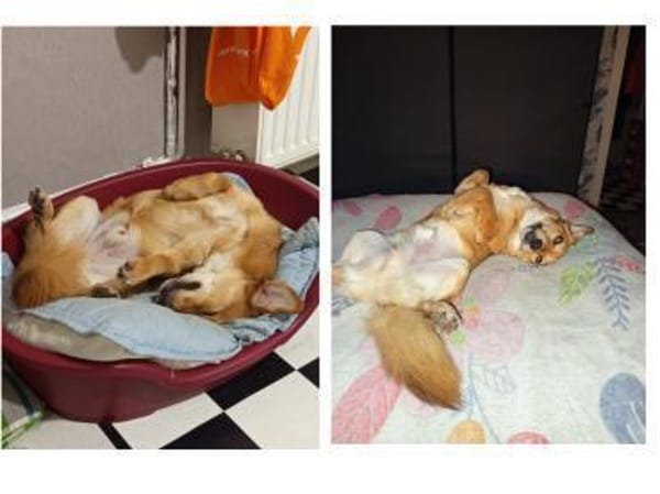 Dilon möchte Freude schenken!