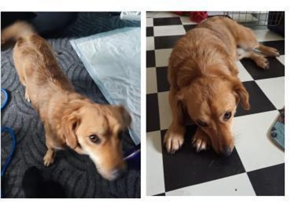 Dilon möchte Freude schenken!