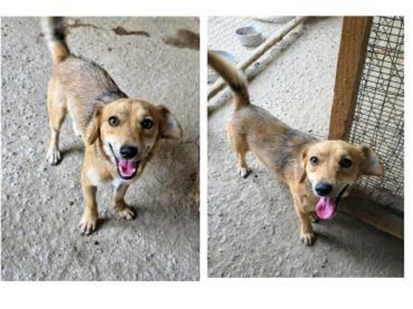 Dilon möchte Freude schenken!