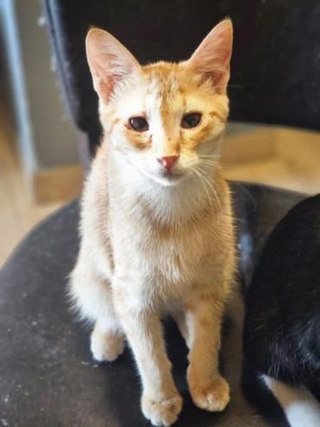 Zuckerschnute Cinnamone