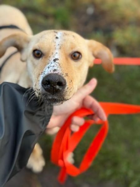 mittelgr. Hündin auf PS in Berlin, Kiani