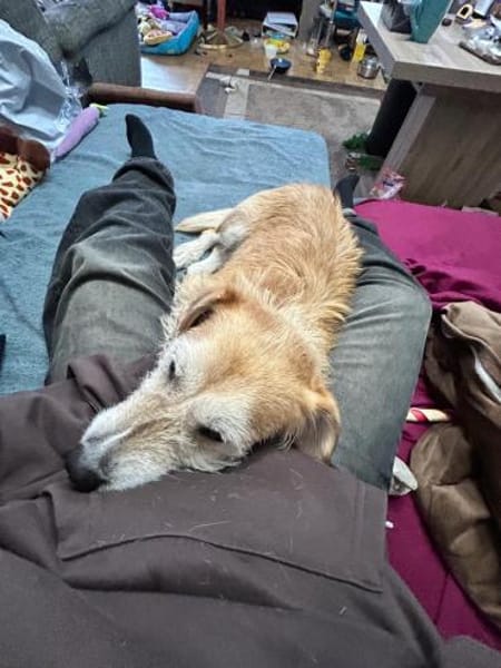 Bary - in Nürnberg auf Pflegestelle