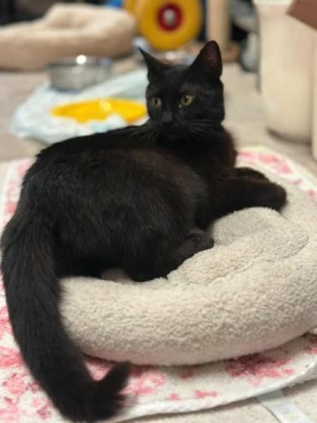 Lackfellchen Nia sucht ihre Familie