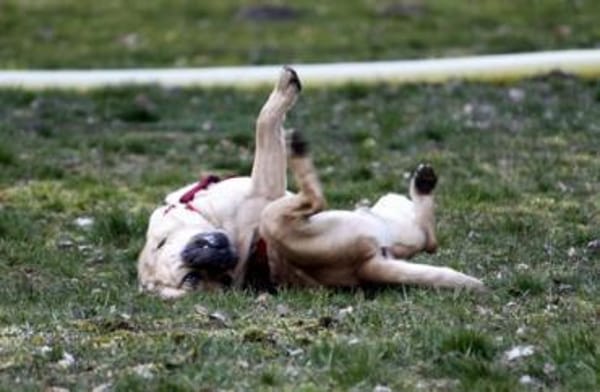 Spike, Dickkopf sucht Führung