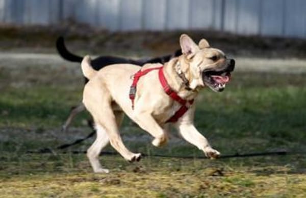 Spike, Dickkopf sucht Führung