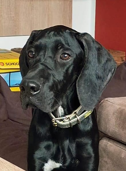 Eddie sucht ein Zuhause