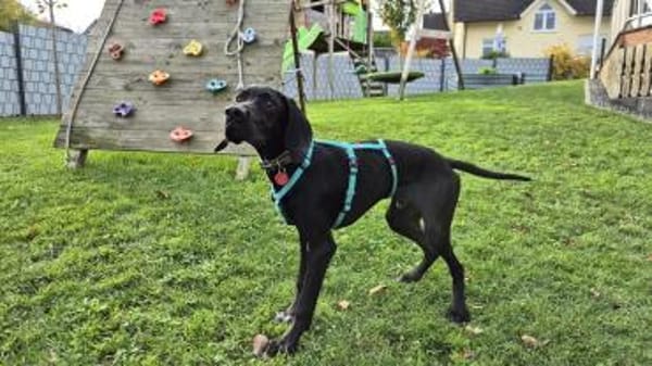 Eddie sucht ein Zuhause