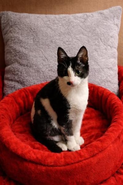 Ketchup - zuckersüßes Katzenmädel