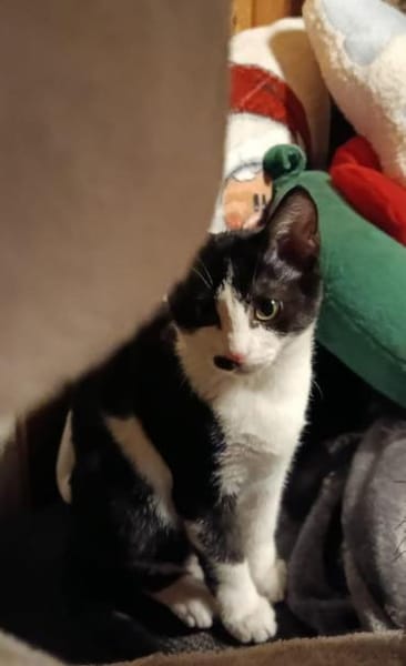 Ketchup - zuckersüßes Katzenmädel