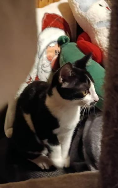 Ketchup - zuckersüßes Katzenmädel