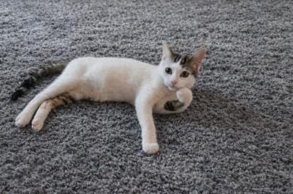 Ketchup - zuckersüßes Katzenmädel