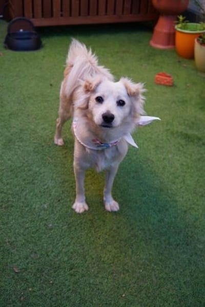 Dolly - kluge Hündin sucht Hundekumpel