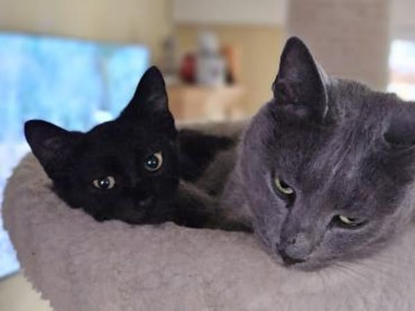 Laszlo - kleiner Mann ganz groß!