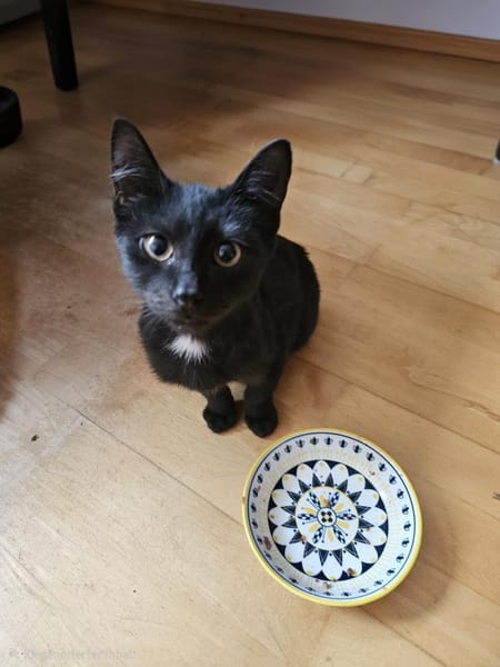 Laszlo - kleiner Mann ganz groß!