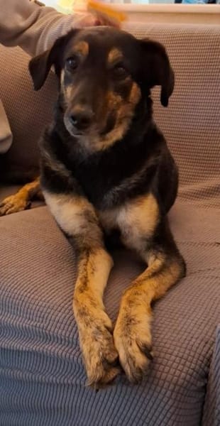 Milla - sanfte Begleiterin will ankommen