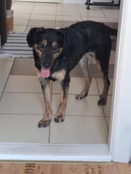 Milla - sanfte Begleiterin will ankommen