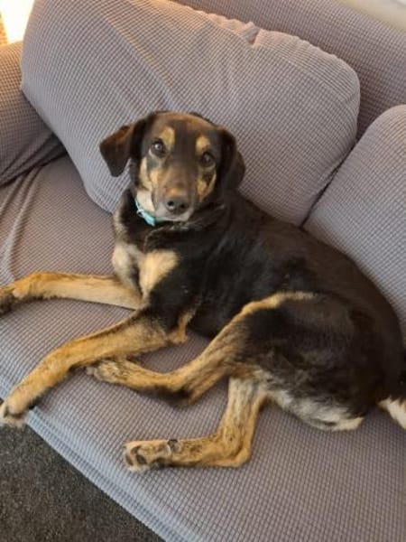 Milla - sanfte Begleiterin will ankommen